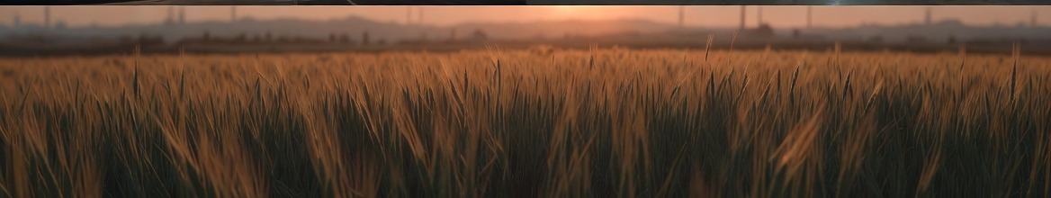 Illustrative agricultural fields at sunrise